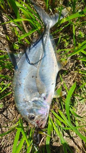 別府湾