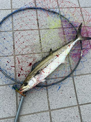 サゴシの釣果
