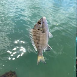 クロダイ
