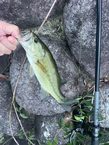 ブラックバスの釣果