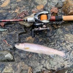 アメマス
