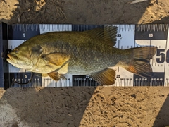 スモールマウスバスの釣果