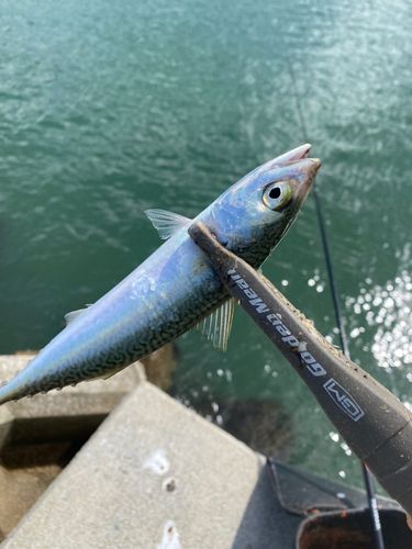 サバの釣果