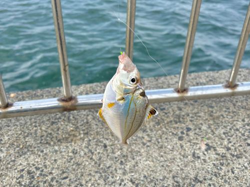 ヒイラギの釣果