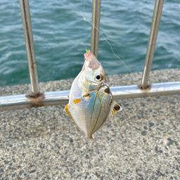 ヒイラギ