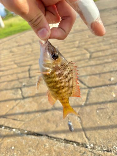 フエフキダイの釣果