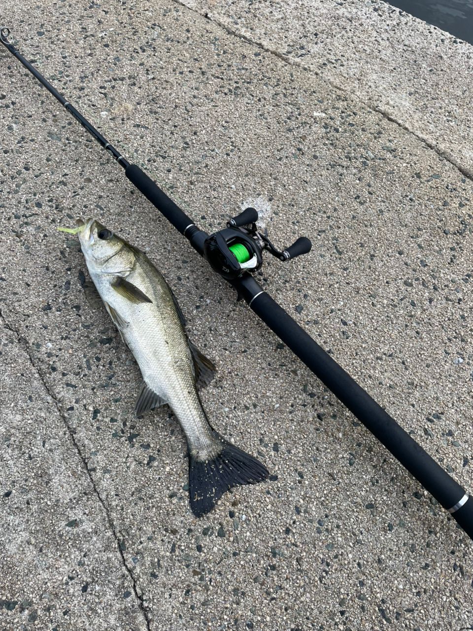 GCRAFT セブンセンスSR ミッドウォーター MWS-952-SRの最安値