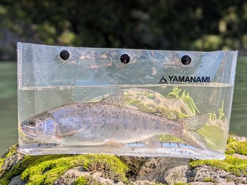 ニジマスの釣果