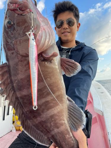 マハタの釣果