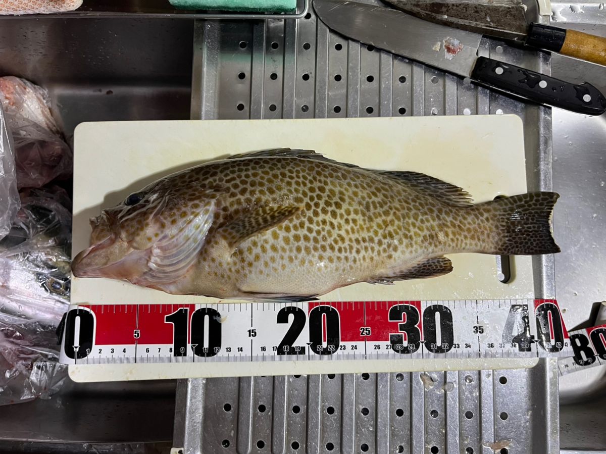 （YouTube）堺釣人🐟の爆釣chさんの釣果 2枚目の画像