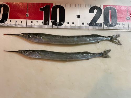 サヨリの釣果