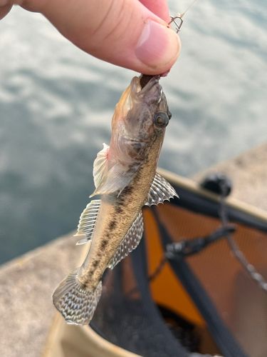 マハゼの釣果