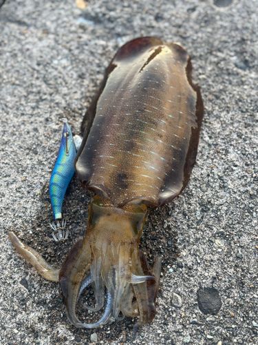 釣果