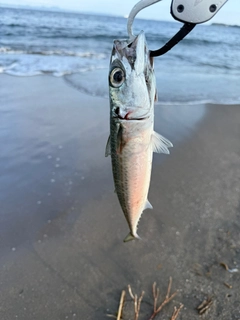 ゴマサバの釣果