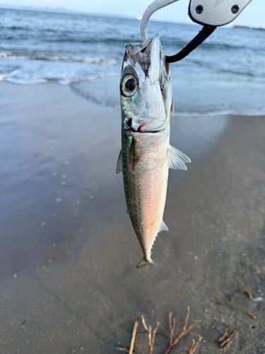 ゴマサバの釣果