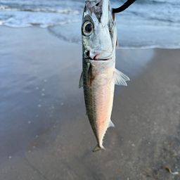 ゴマサバ