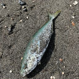 ツバス