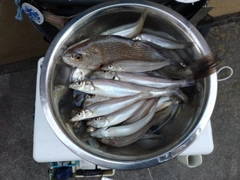 シロギスの釣果