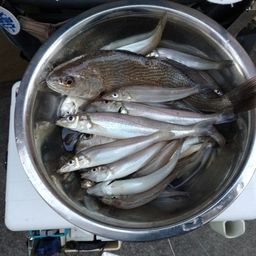 シロギス