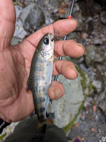 アマゴの釣果