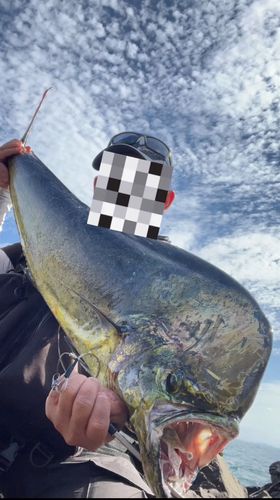 シイラの釣果