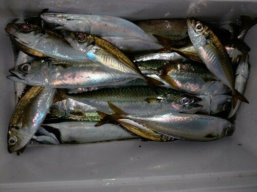 サバの釣果
