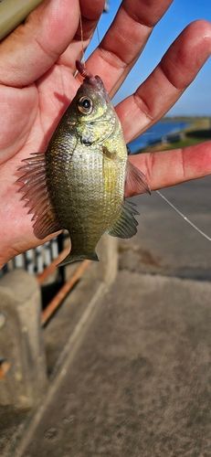 ブルーギルの釣果