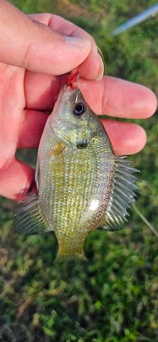 ブルーギルの釣果