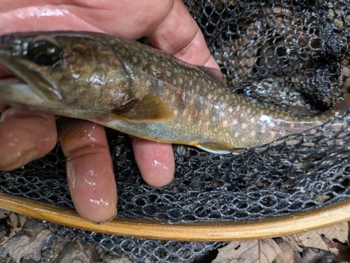 ヤマトイワナの釣果