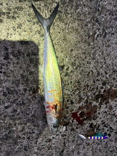 サゴシの釣果
