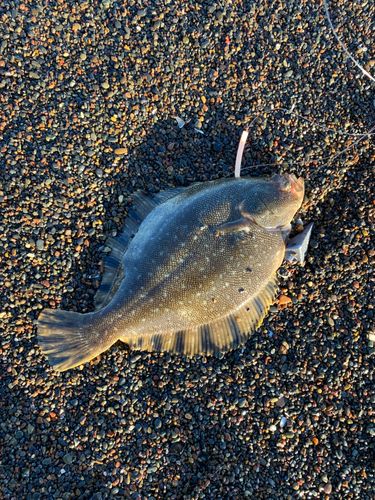 マツカワの釣果