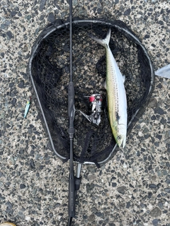 サゴシの釣果