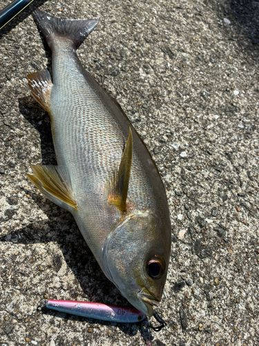 イサキの釣果
