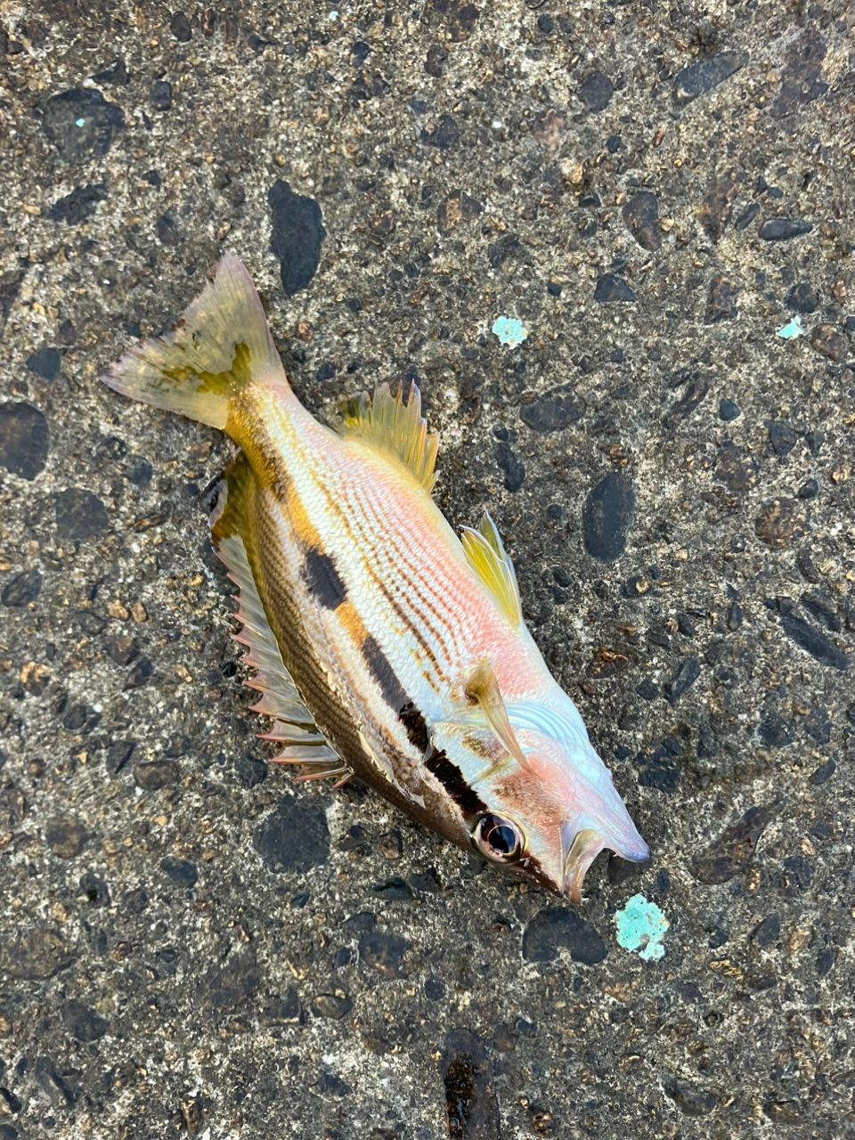 ベラ