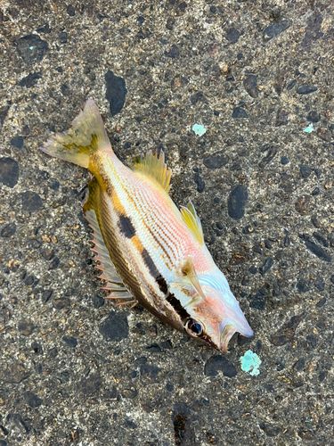 ベラの釣果