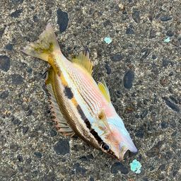ベラ