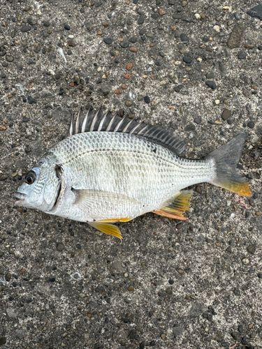 キビレの釣果