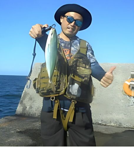ワカシの釣果