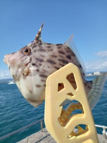 カワハギの釣果