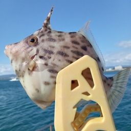 カワハギ