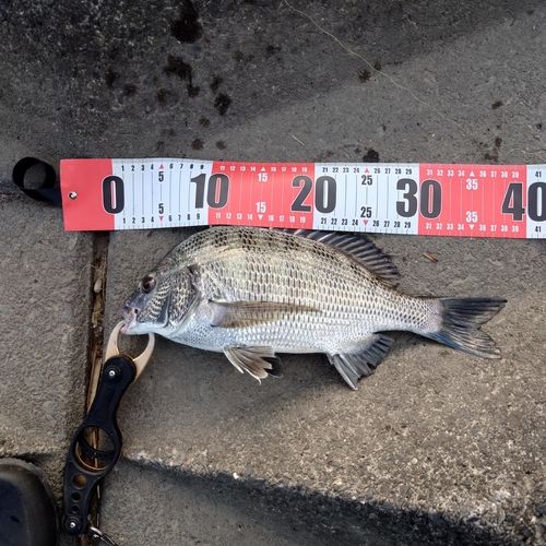 クロダイの釣果