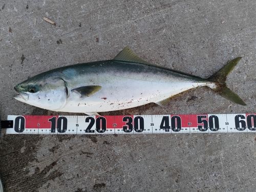 イナダの釣果