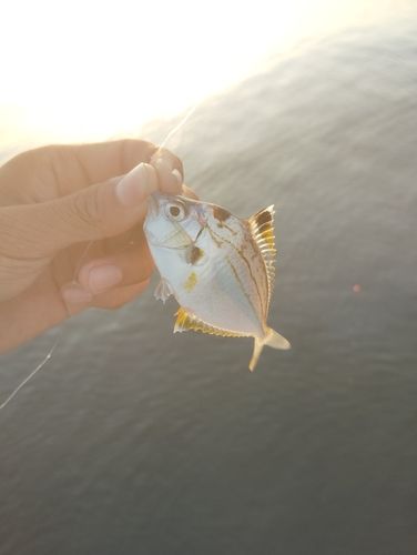 ヒイラギの釣果