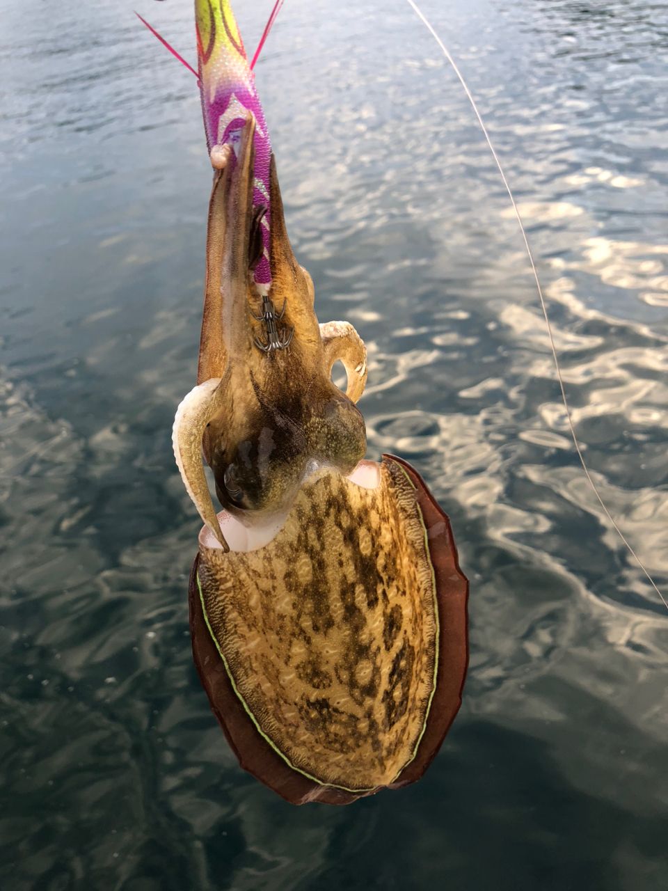 モンゴウイカ