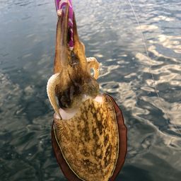 モンゴウイカ