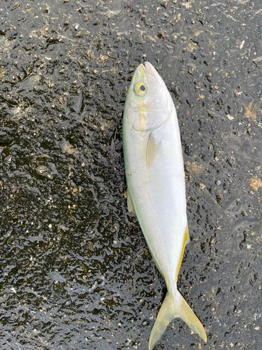 ツバスの釣果