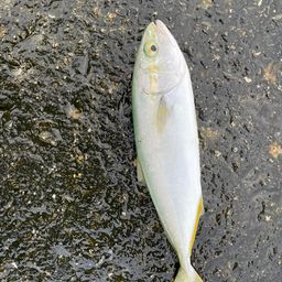 ツバス