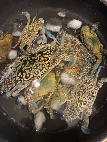 エビの釣果