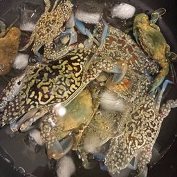 エビ