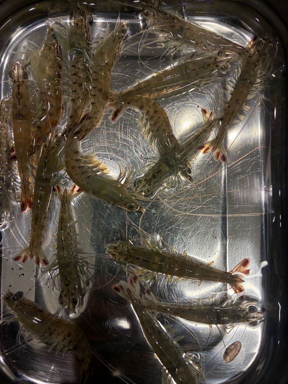エビ